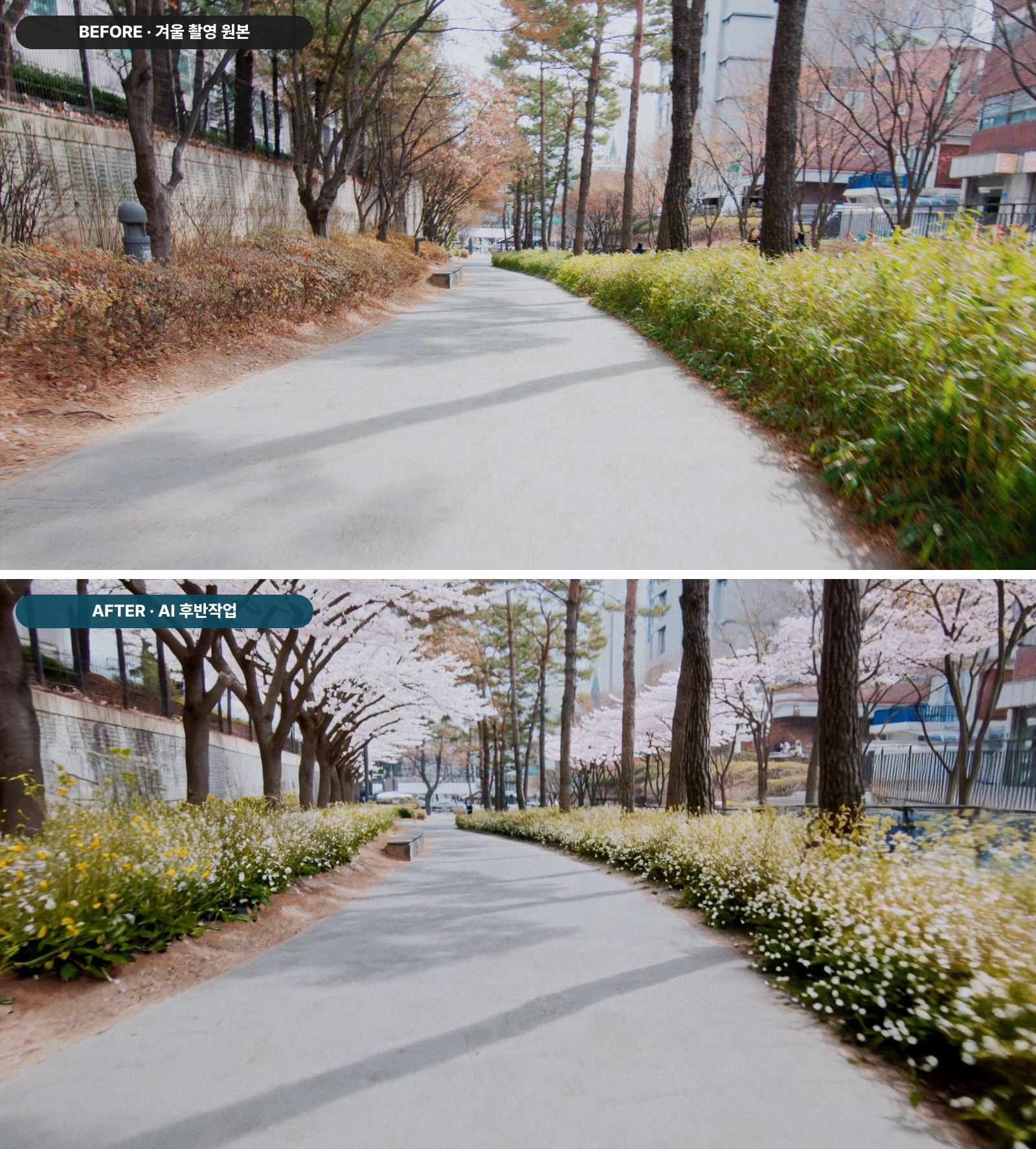 AI 영상 후반작업 비포 애프터 - 겨울 숲길 산책로가 벚꽃 터널과 들꽃 길로 변환